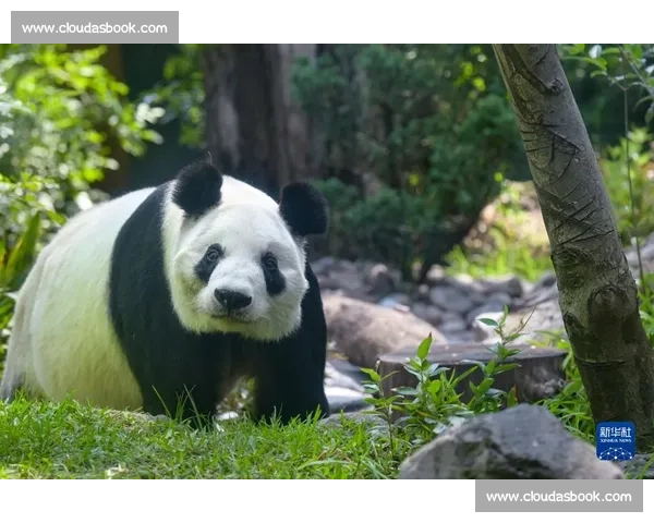 墨西哥为 35 岁大熊猫 “欣欣” 庆生 海外最长寿 “友谊大使” 迎百岁华诞